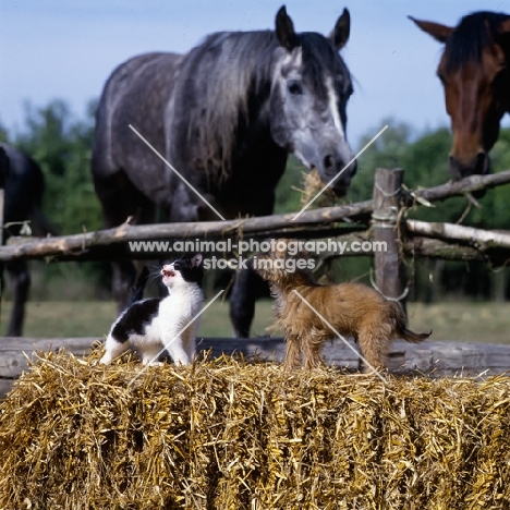 undocked griffon puppy with kitten and horses