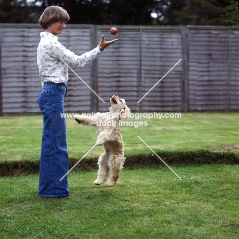 yvonne knapper-weijland, playing ball with american cocker spaniel, sundust