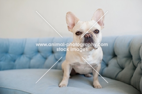 Fawn French Bulldog sitting on vintage blue Chesterfield sofa.