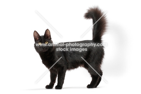 black female Turkish Angora