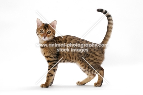 young brown spotted tabby Bengal cat on white background