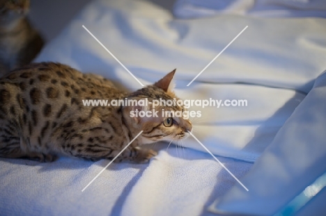 Young Bengal cat prowling