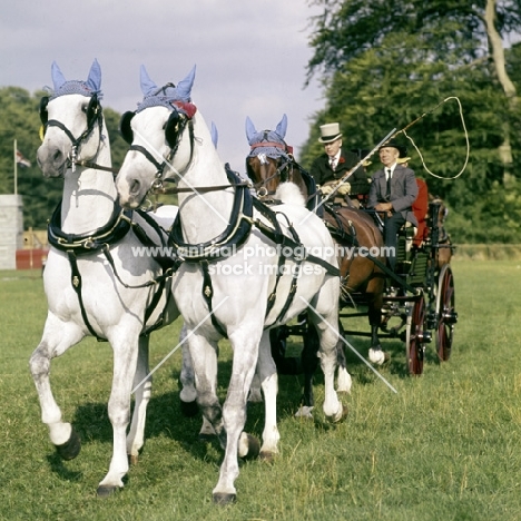the queen's horses driven by sir john miller, cirencester park, carriage driving '75
