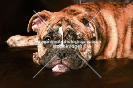 Bulldog puppy lying down