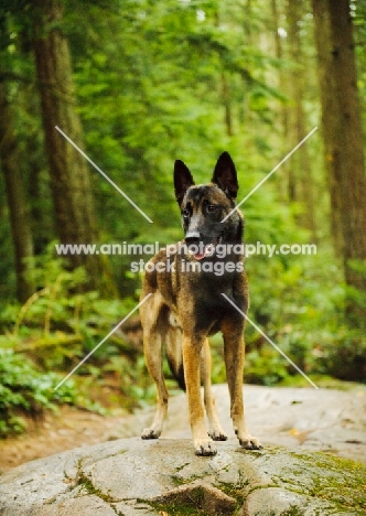 Malinois in forest