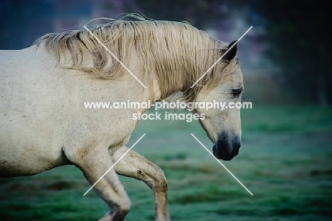 Andalusian galloping, side view