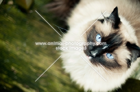 Ragdoll cat