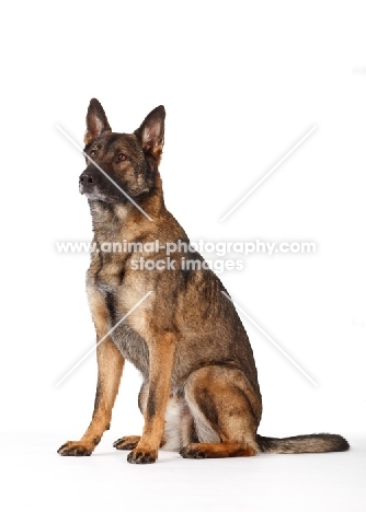 German Shepherd Dog sitting on white background