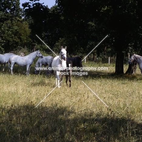 Lipizzaner mares and foal with group at lipica
