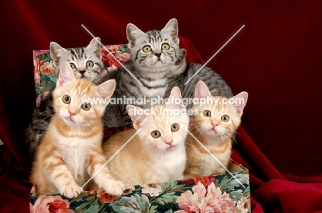five kittens posing in a box