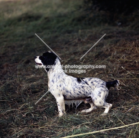 working type english springer spaniel