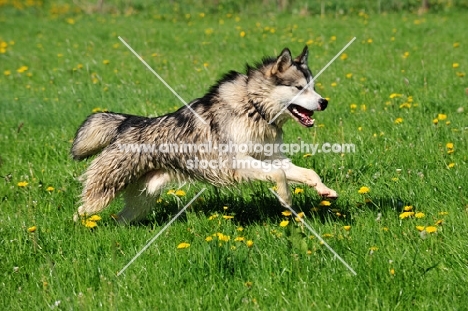 Alaskan Malamute running on grass