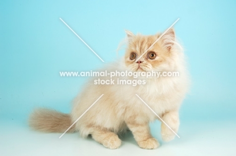 cream Persian