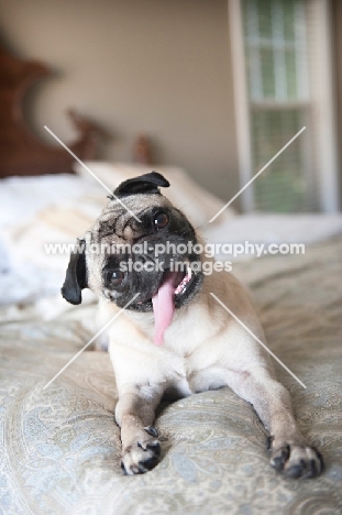 pug tilting head