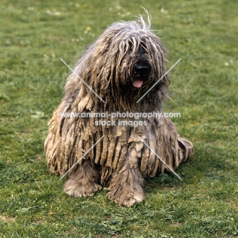 bergamasco sitting on grass