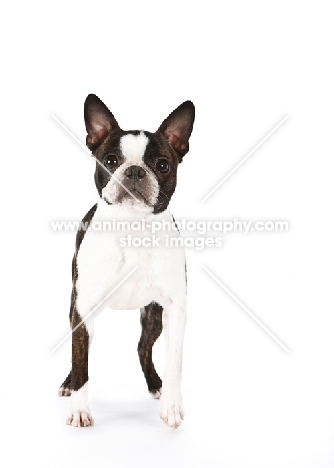 Boston Terrier front view on white background