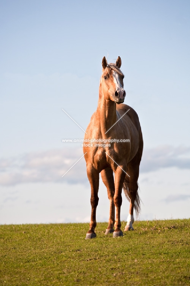 Palomino Quarter horse