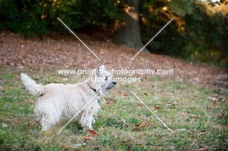 terrier mix looking out