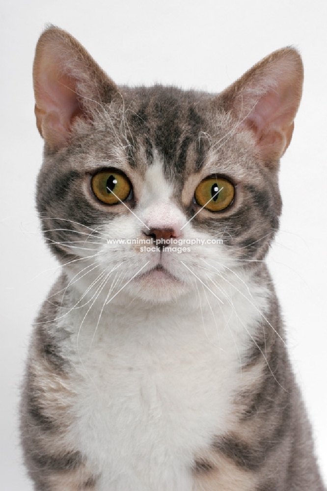 American Wirehair, Blue Mackerel Tabby & White colour, portrait