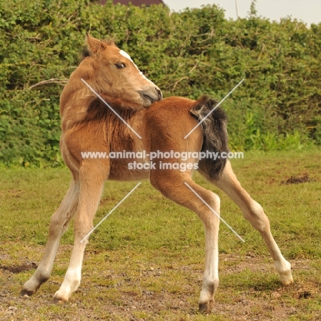 welsh mountain pony foal