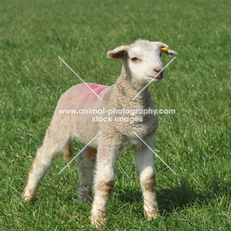 lamb on grass