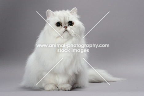 shaded silver Persian sitting on grey background