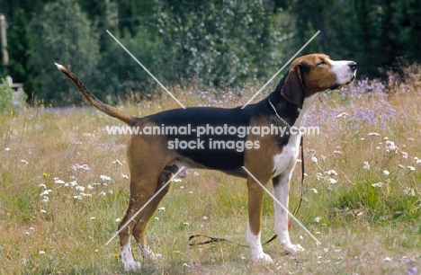 finnish hound in wild flowers