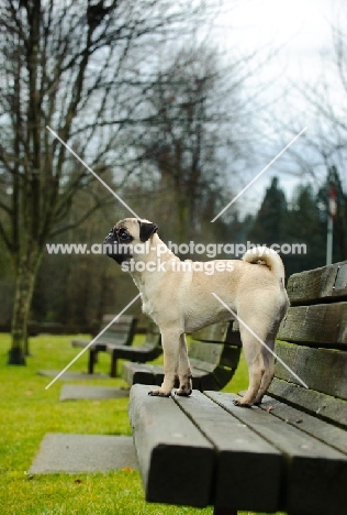fawn Pug on bench