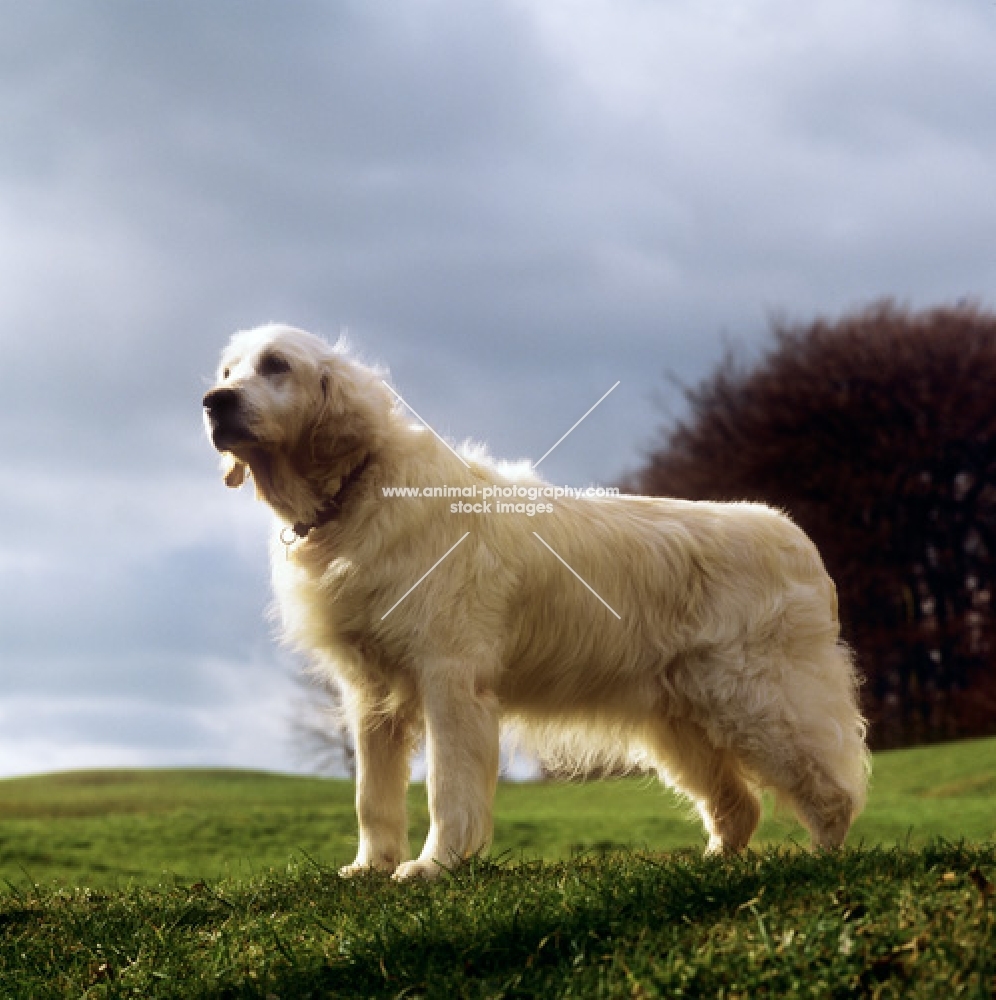 old golden retriever newly bathed and groomed, in series with ungroomed