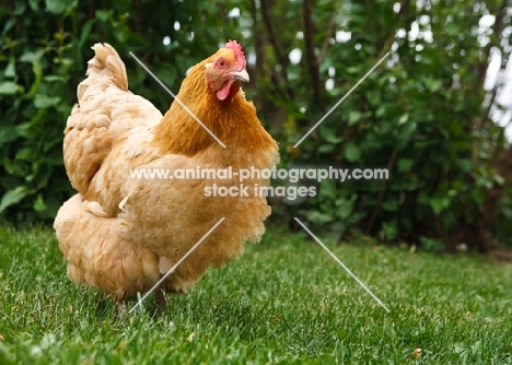 Buff Orpington chicken on grass