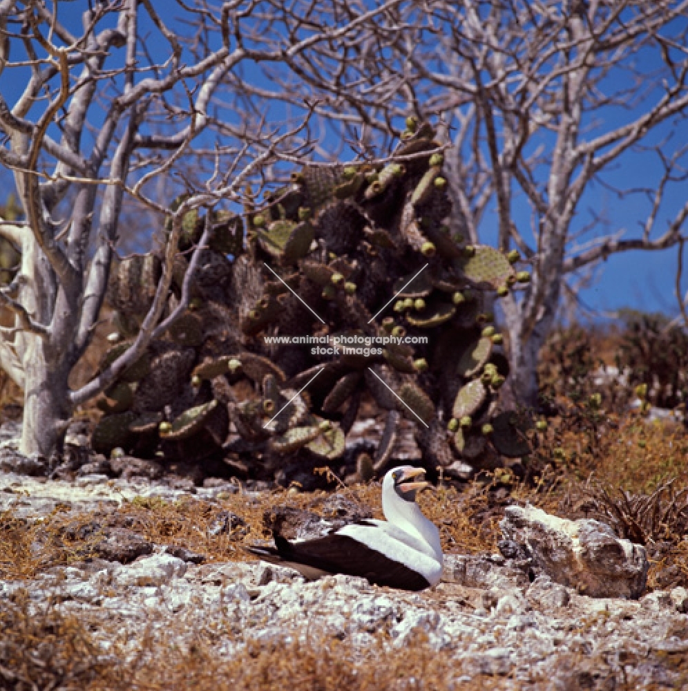 masked booby on nest near cactus, daphne island crater rim, galapagos islands