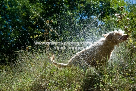 poodle shaking herself dry