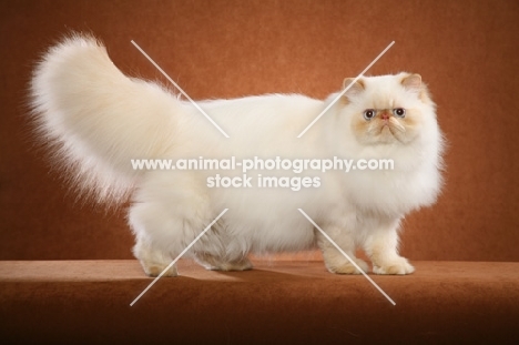 9 month old Red Point Himalayan male
