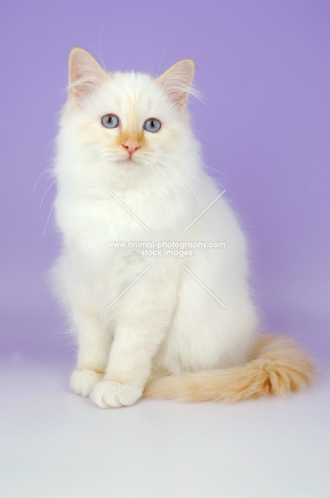 red point birman kitten