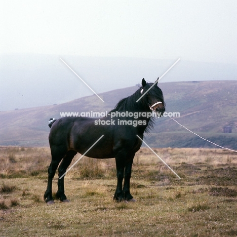 Dales pony  mare with docked tail on the moors 