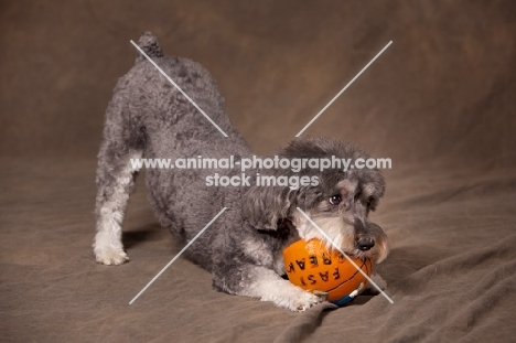 Schnoodle (Schnauzer cross Poodle) playing with basket ball
