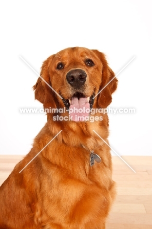 Golden Retriever in studio