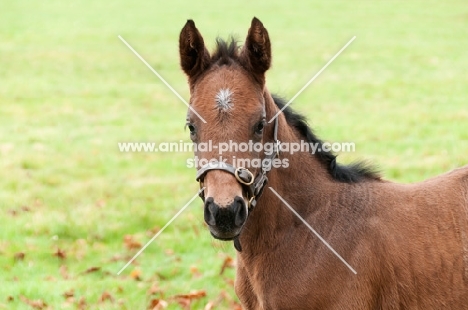 one thoroughbred foal in green field