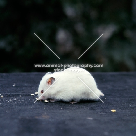 albino hamster looking for food