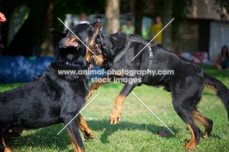 Two male Beauceron arguing
