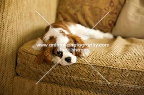 Cavalier King Charles Spaniel on couch