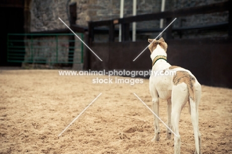 Lurcher back view