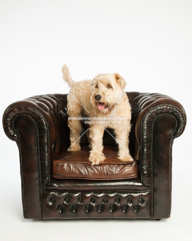 Soft coated wheaten terrier standing on chair