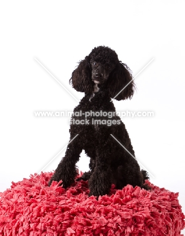 black miniature Poodle 