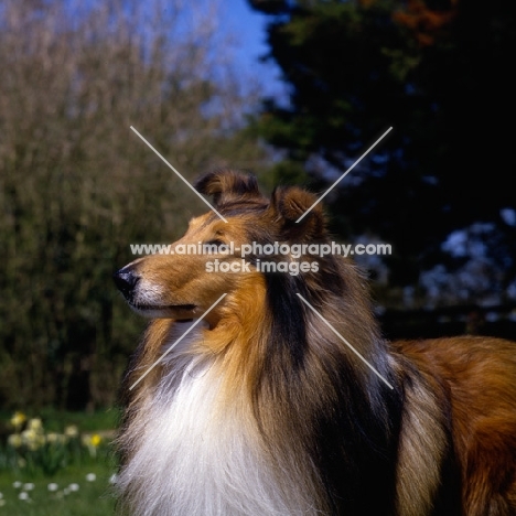 rough collie, antoc face the music, portrait