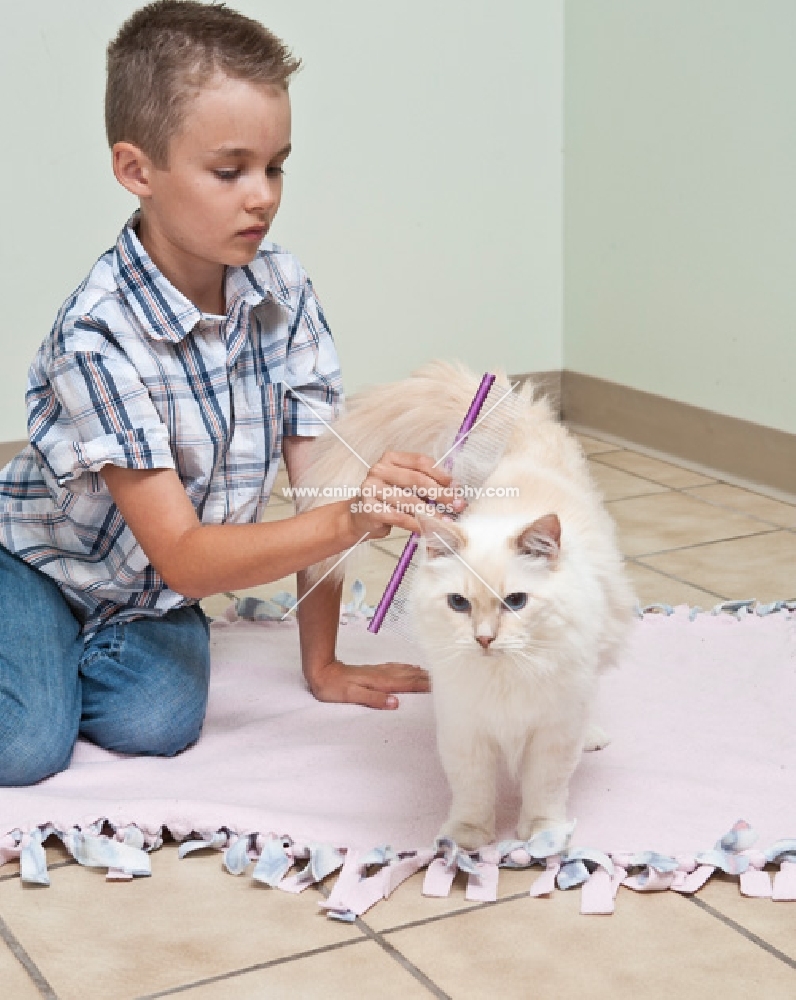 boy combing Ragdoll cat