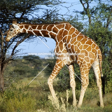 reticulated giraffe bending over to find food