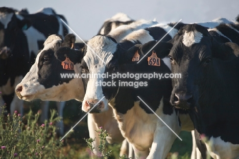 three Friesian cows