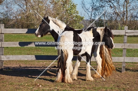 two Gypsy Vanner horses standing together