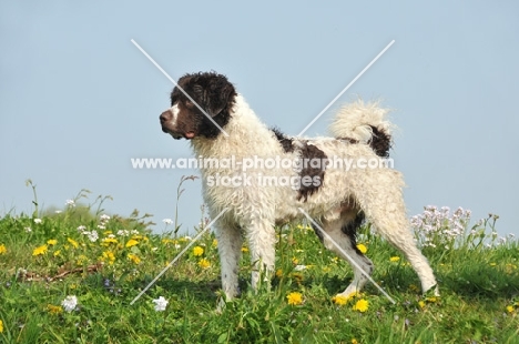 Wetterhound standing on grass